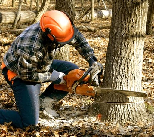 Tree Removal in Donalds, SC